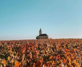 Beaujolais vignoble (2)