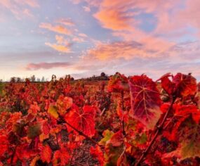 Beaujolais vignoble (4)